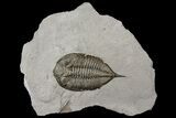 Dalmanites Trilobite Fossil - New York #163590-1